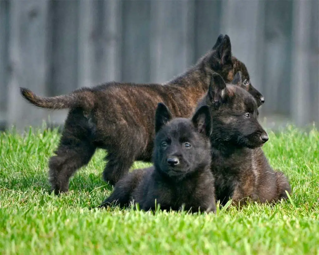 Photo chiots berger hollandais