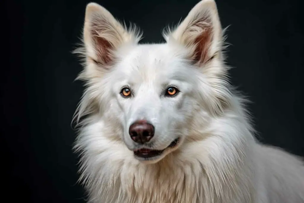 Description berger blanc suisse