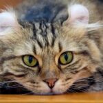 L'American Curl : Exploration du chat aux oreilles singulières, entre origine californienne et caractère séduisant