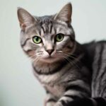 American Shorthair : Découverte d'une race authentique alliant robustesse, affectuosité et polyvalence