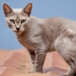 Australian Mist : Exploration du chat aux motifs nébuleux, aux origines australiennes et au tempérament affectueux