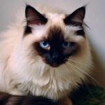 Le Balinais : Exploration du chat aux yeux bleus saphir, entre origine asiatique et caractère envoûtant