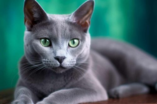 race de chat bleu russe avec les yeux couleur émeraude
