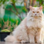 Le British Longhair : Une boule de douceur idéale pour la vie intérieure