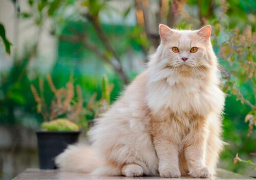 Race de chat Bristish Longhair