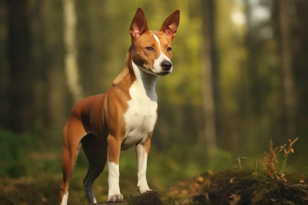 race de chien Basenji