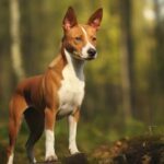 Basenji : Découverte d'une Race Canine Silencieuse au Cœur Africain