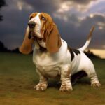 Basset Hound : origine, caractère, santé. Tout savoir sur ce chien de chasse français