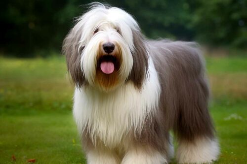 description chien bearded collie