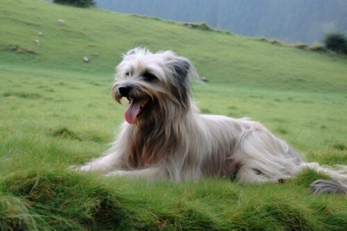 Race de chien Berger des Pyrénées