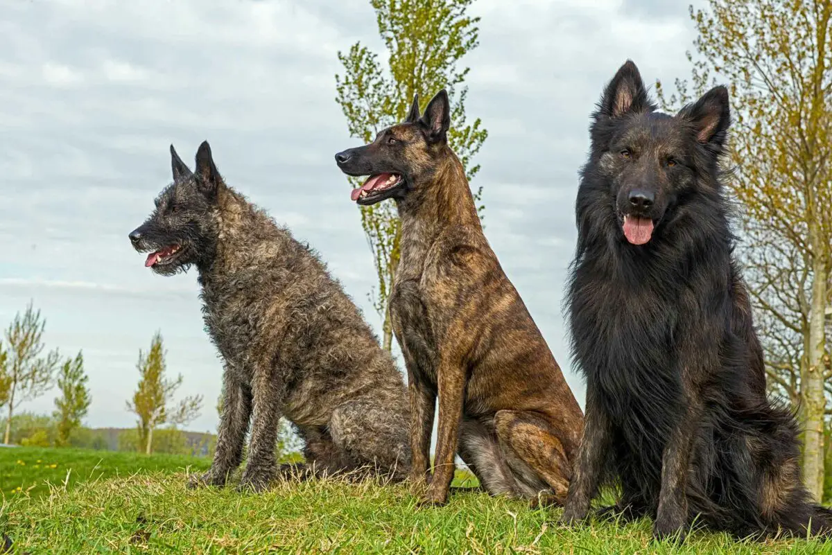 Race de chien Berger Hollandais