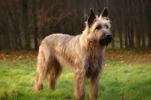 race de chien Berger Picard