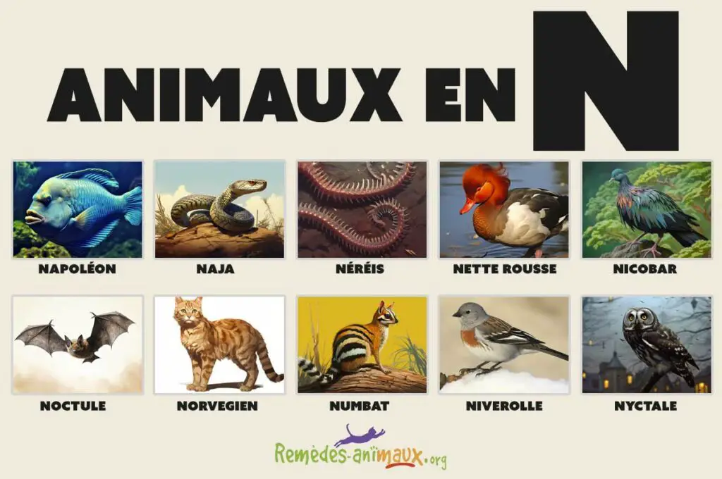 animaux en N