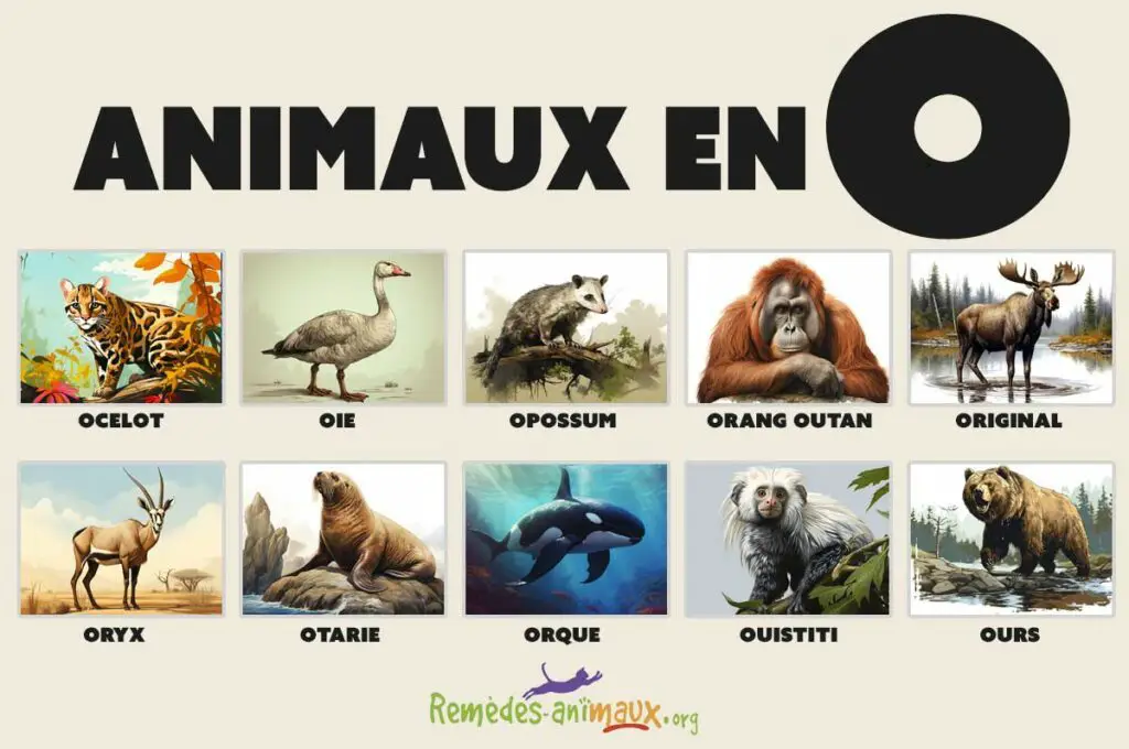 animaux en o