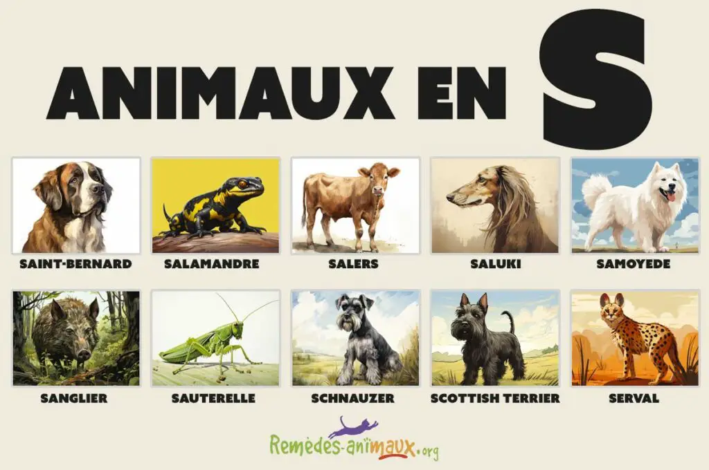 Liste des animaux en S