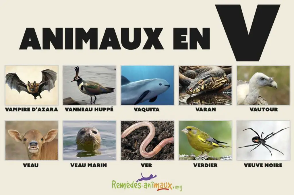 animaux en V