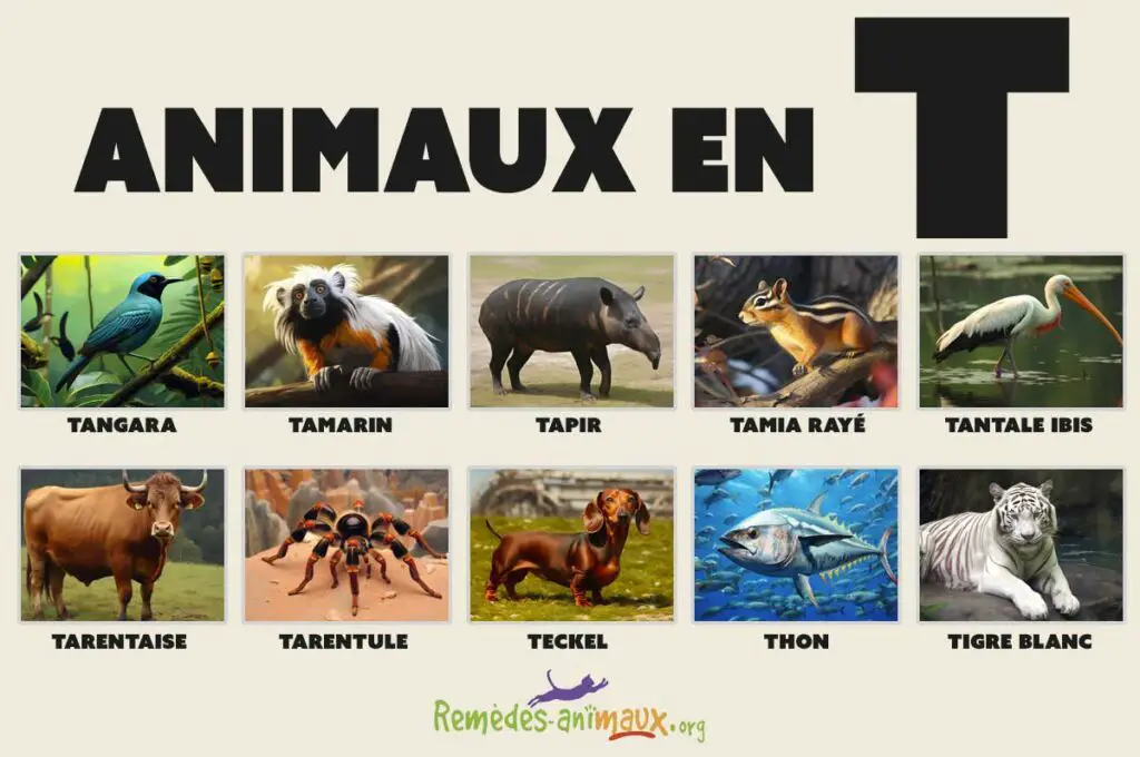 animaux en T