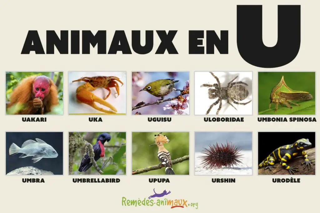 Liste des animaux en U