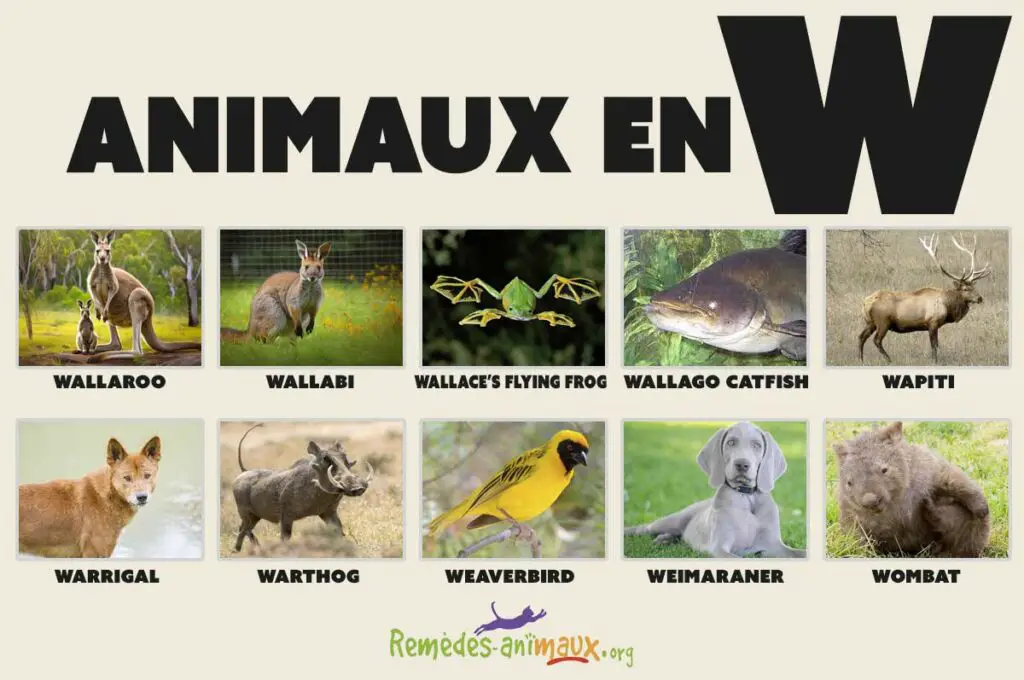 animaux en w