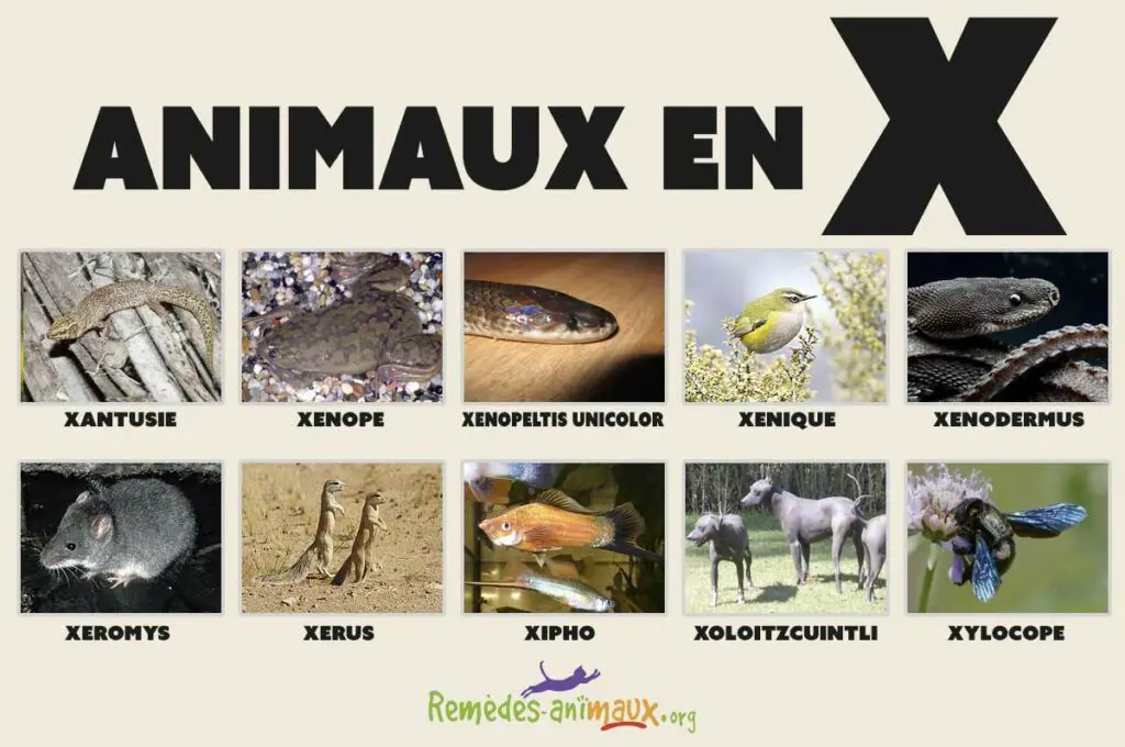 Liste des animaux en X