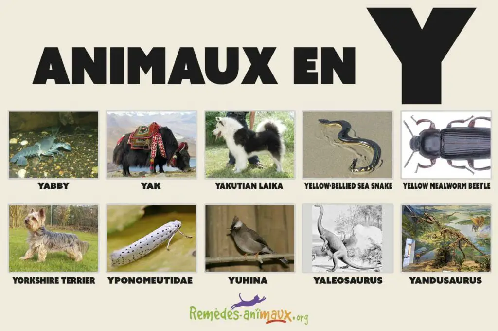 Liste des animaux en Y