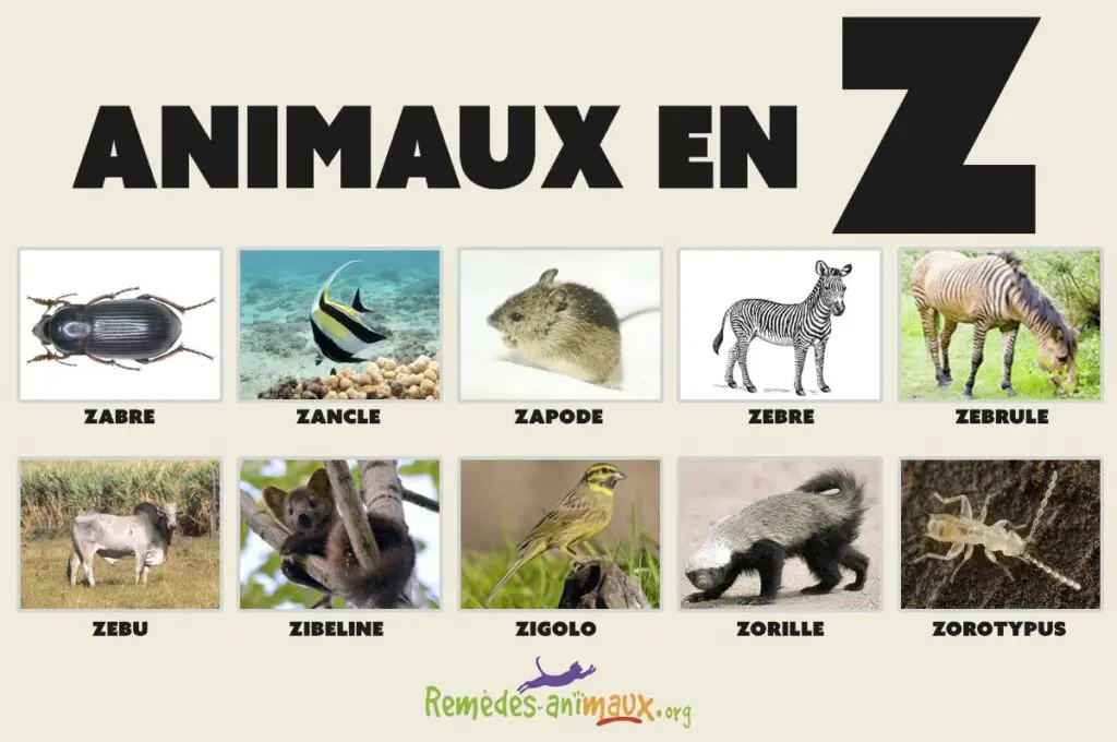 animaux en Z