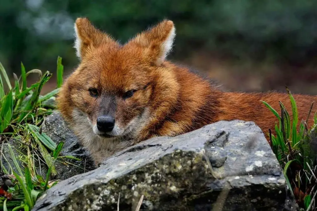 Animal lettre D : Dhole, un renard asiatique.