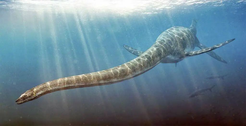 Elasmosaurus, un animal préhistorique en E