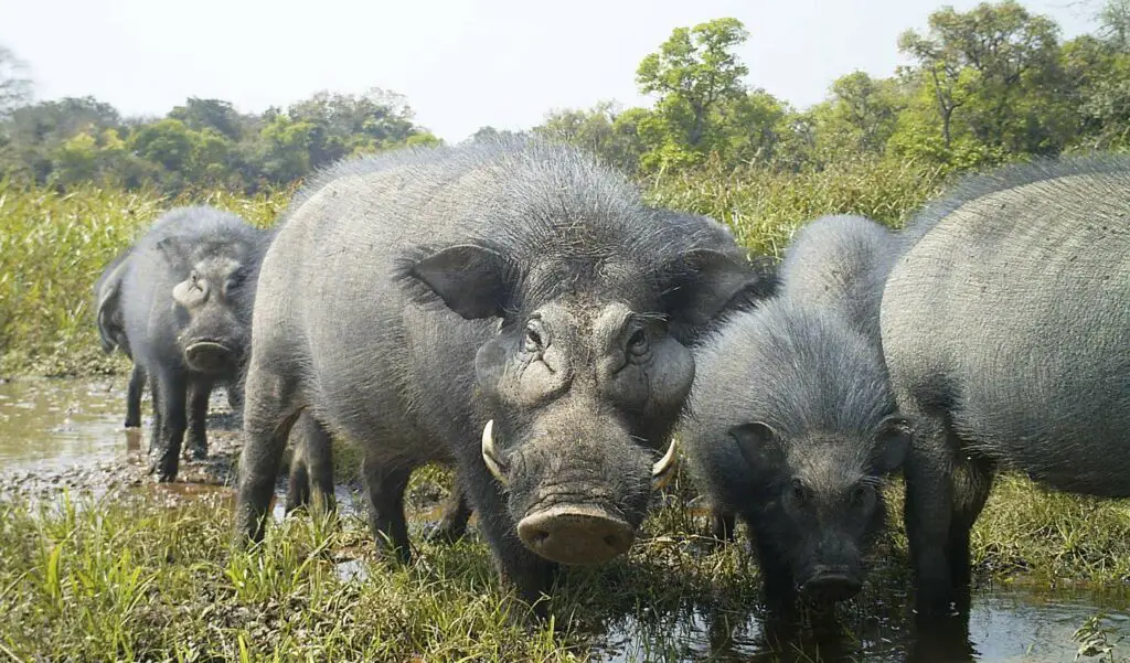 Un animal qui commence par H : Hylochère