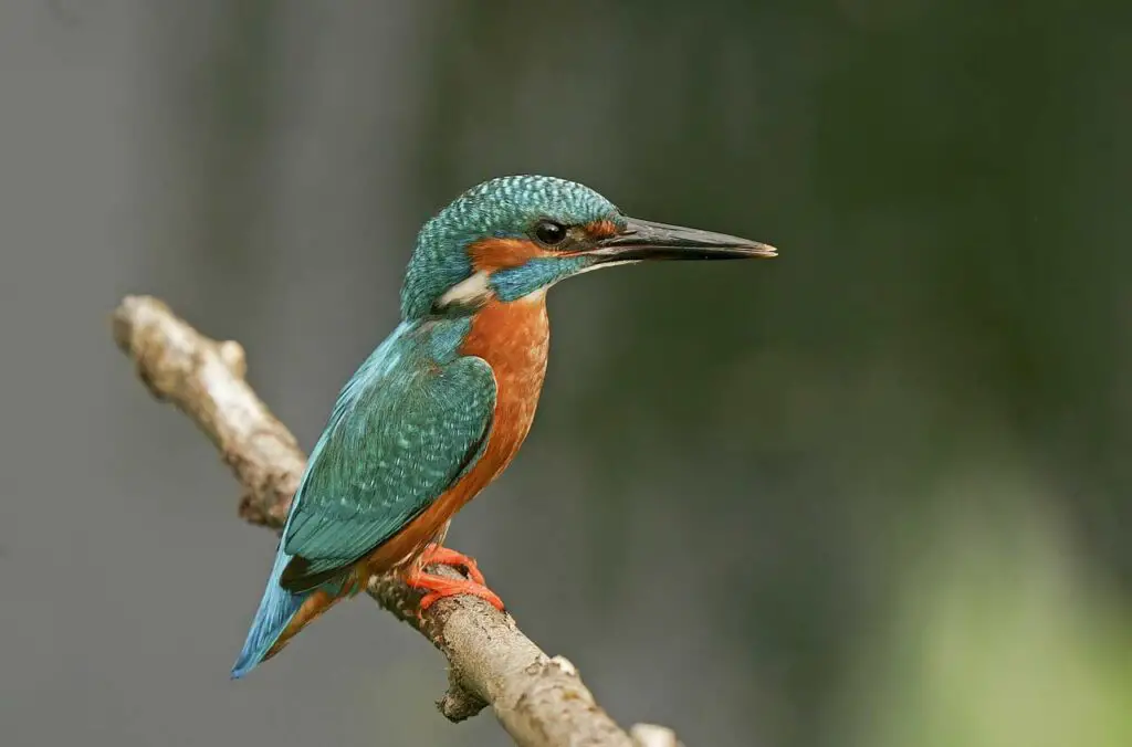 Un Martin pêcheur