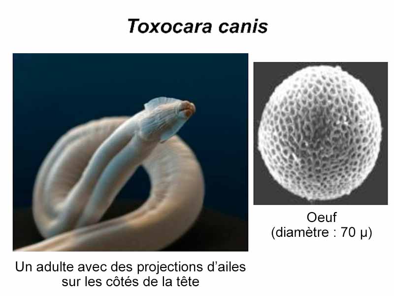 Toxocara canis