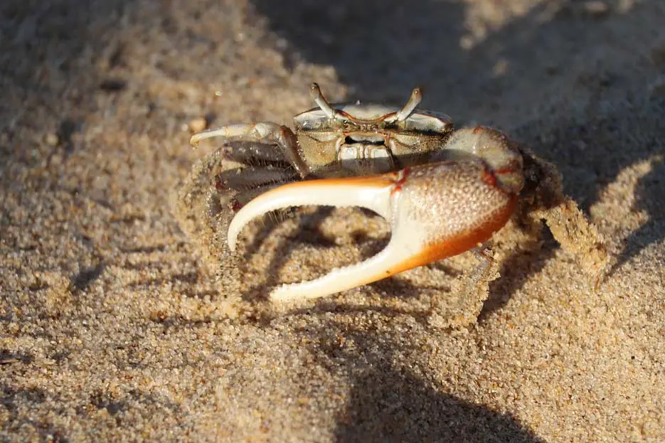 Un animal avec un U comme initiale : Uca, le crabe violoniste