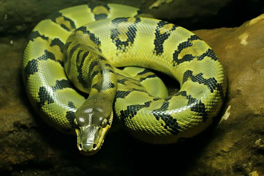 Animal par A : l'Anaconda Vert