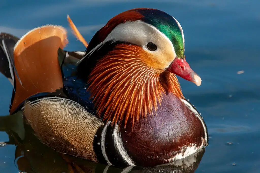 Le Canard Mandarin : Un animal qui commence par la lettre C.