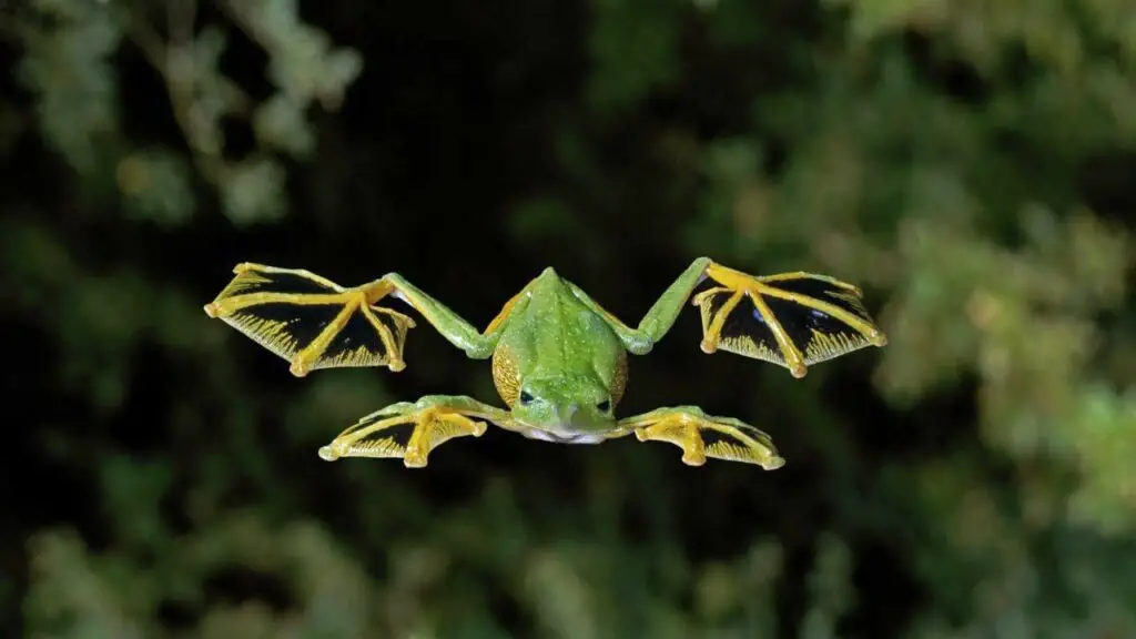 Wallace's Flying Frog est un animal qui commence par la lettre W.