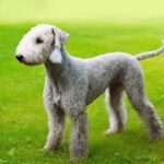 Bedlington Terrier : Zoom sur le Gentleman des Terriers au Pelage de Laine