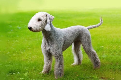 Bedlington Terrier