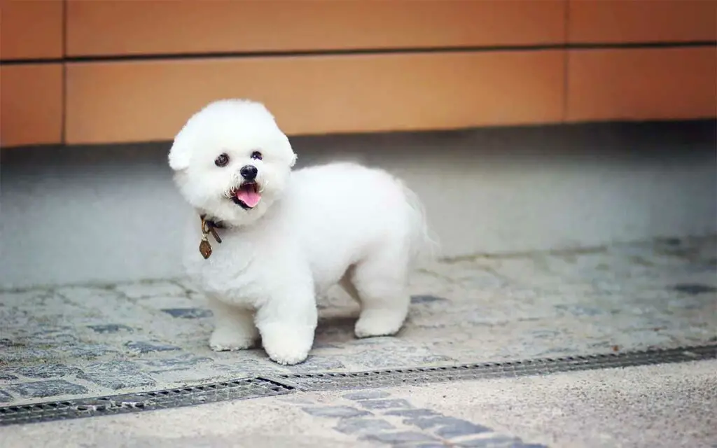 Bichon frise adolescent