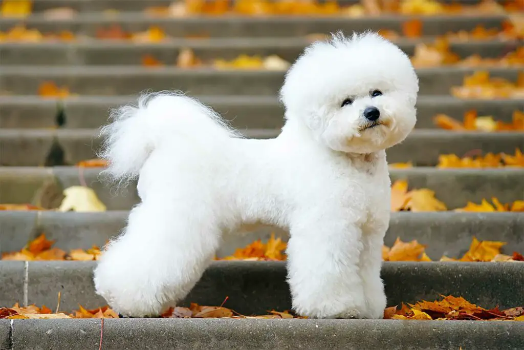 Bichon frisé adulte