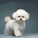 Bichon Frisé : Pleins feux sur le Petit Canin au Pelage Bouclé et Soyeux