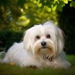 Bichon Havanais : un chien charmant et affectueux. Explorez son histoire, ses caractéristiques uniques et son dévouement
