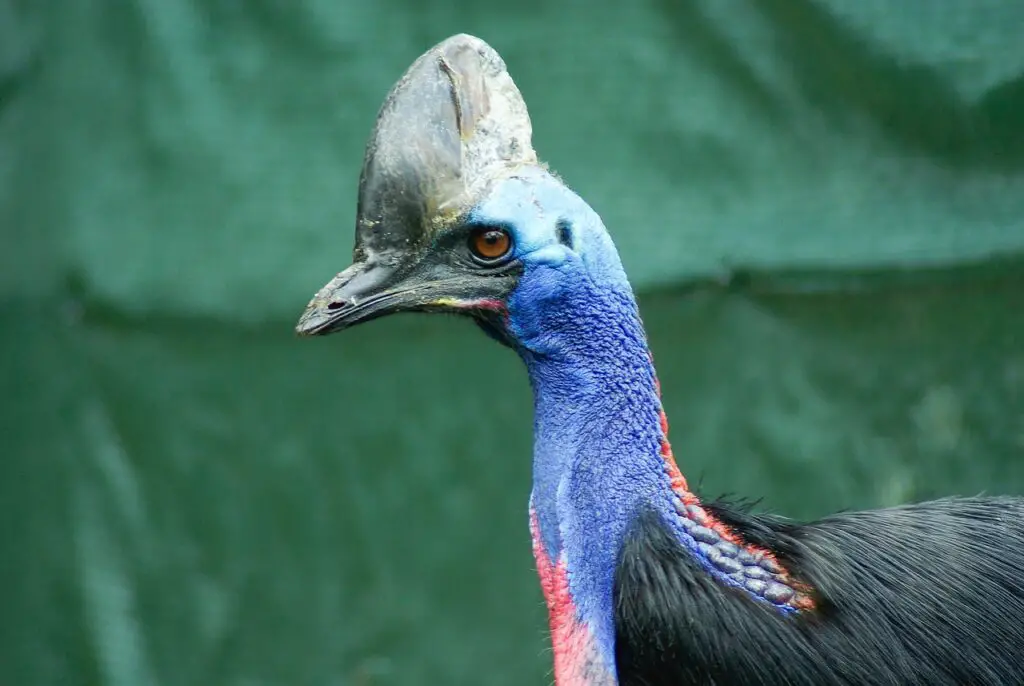 Le Casoar à casque est un oiseau qui commence par la lettre C