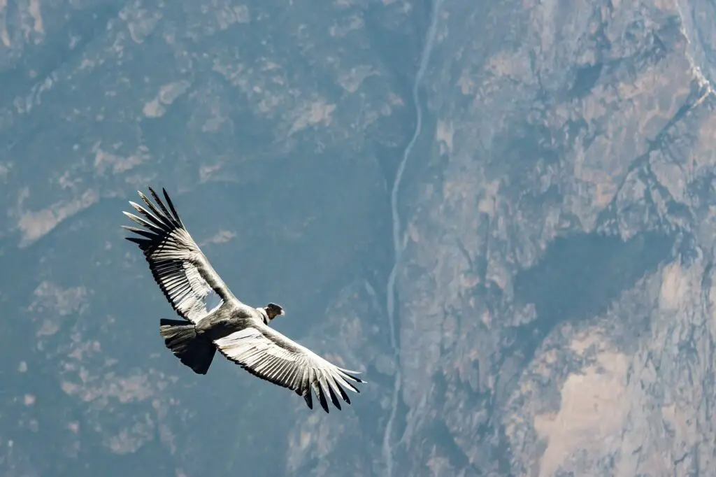 Condor des Andes