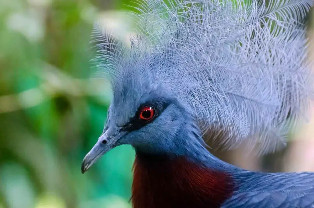 Goura : Un oiseau commençant par G