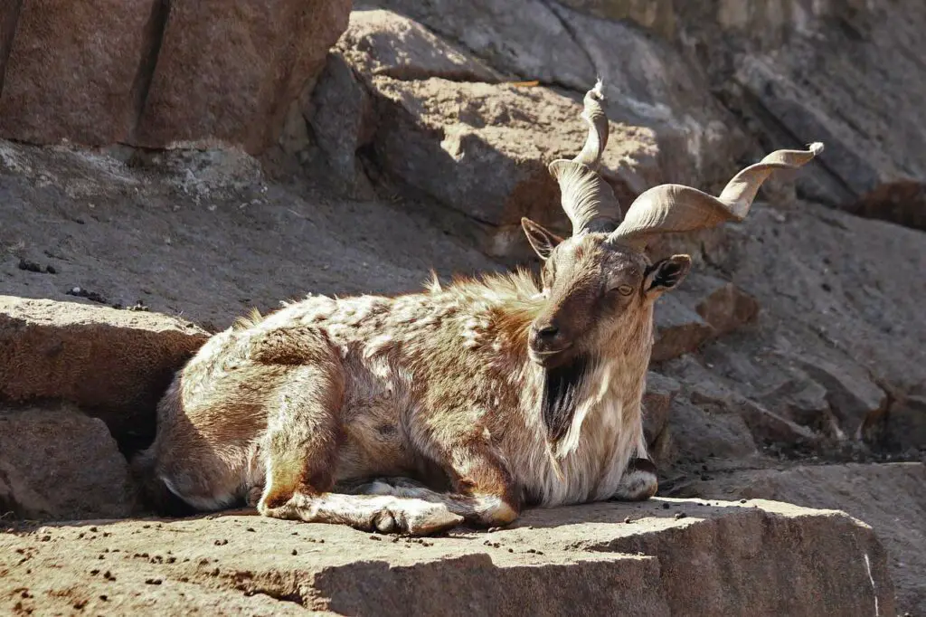 Markhor lettre M