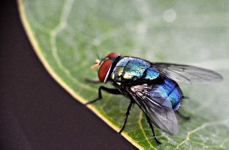 Insecte en M ? La mouche bien-sûr !