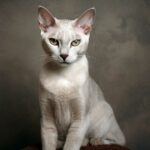 Burmilla : un chat au pelage scintillant. Découvrez les caractéristiques de cette race fascinante