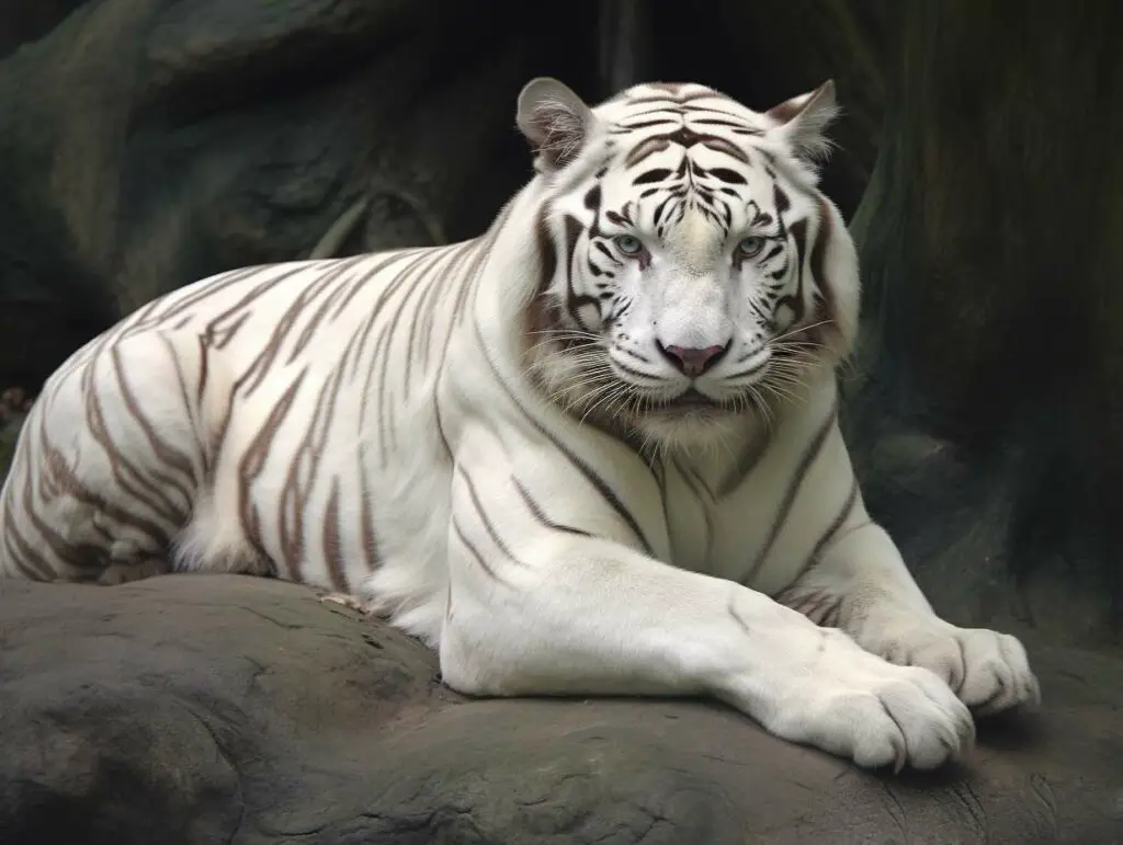 Tigre blanc