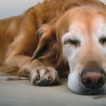 Traitement de la sénilité canine : Conseils et solutions pour chiens âgés