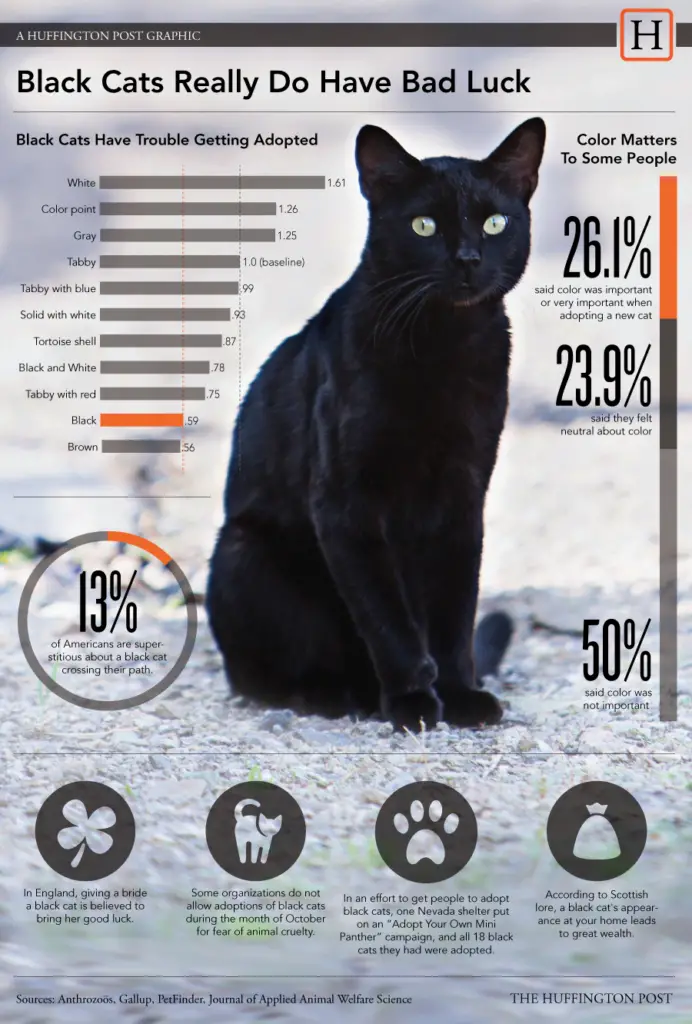 les chats noirs portent-ils vraiment malheur ?